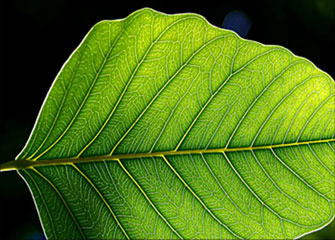 CC在线压力测试